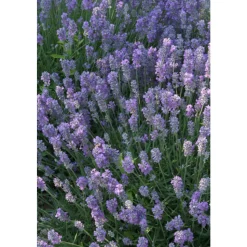 Plant de lavande : pot de 3 litres
