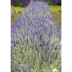 Plant de lavande : pot de 3 litres