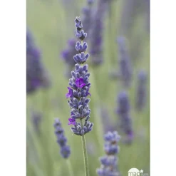 Plant de lavande : pot de 3 litres