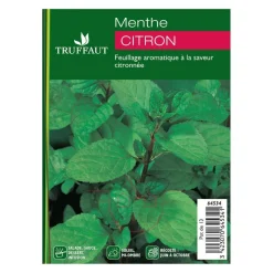 Plant de menthe citron : pot de 1 litre
