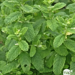 Plant de menthe citron : pot de 1 litre