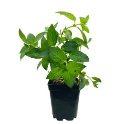 Plant de menthe poivrée : pot de 1 litre