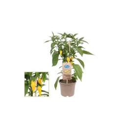 Plant de piment - piquant - pepperoni - poivrier pour balcon et jardin - pot 14cm - légumes à emporter