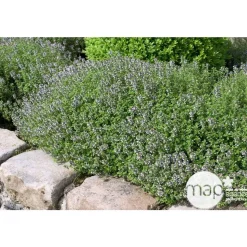 Plant de thym commun : pot de 3 litres
