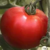 Plant de tomate 'Cobra' F1 : pot de 0,5 litre