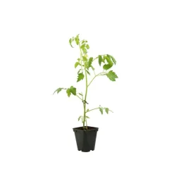 Plant de tomate 'Cobra' F1 : pot de 0,5 litre