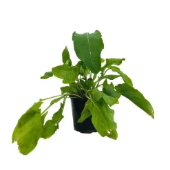 Plant d'oseille verte : pot de 1 litre