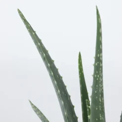 PLANT IN A BOX - Aloe vera - set de 2 - aloe barbadensis - hauteur 25-40cm - ⌀10,5cm