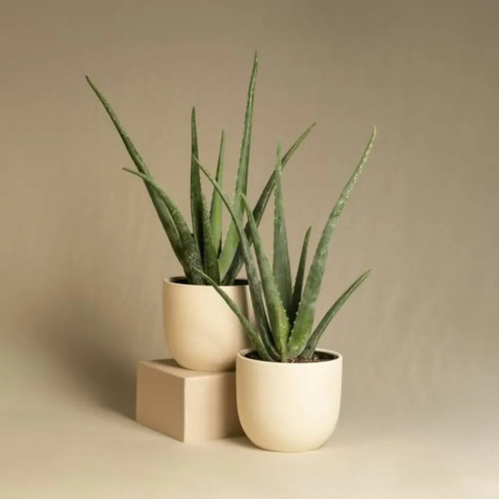 PLANT IN A BOX - Aloe vera - set de 4 - aloe barbadensis - hauteur 25-40cm - ⌀10,5cm