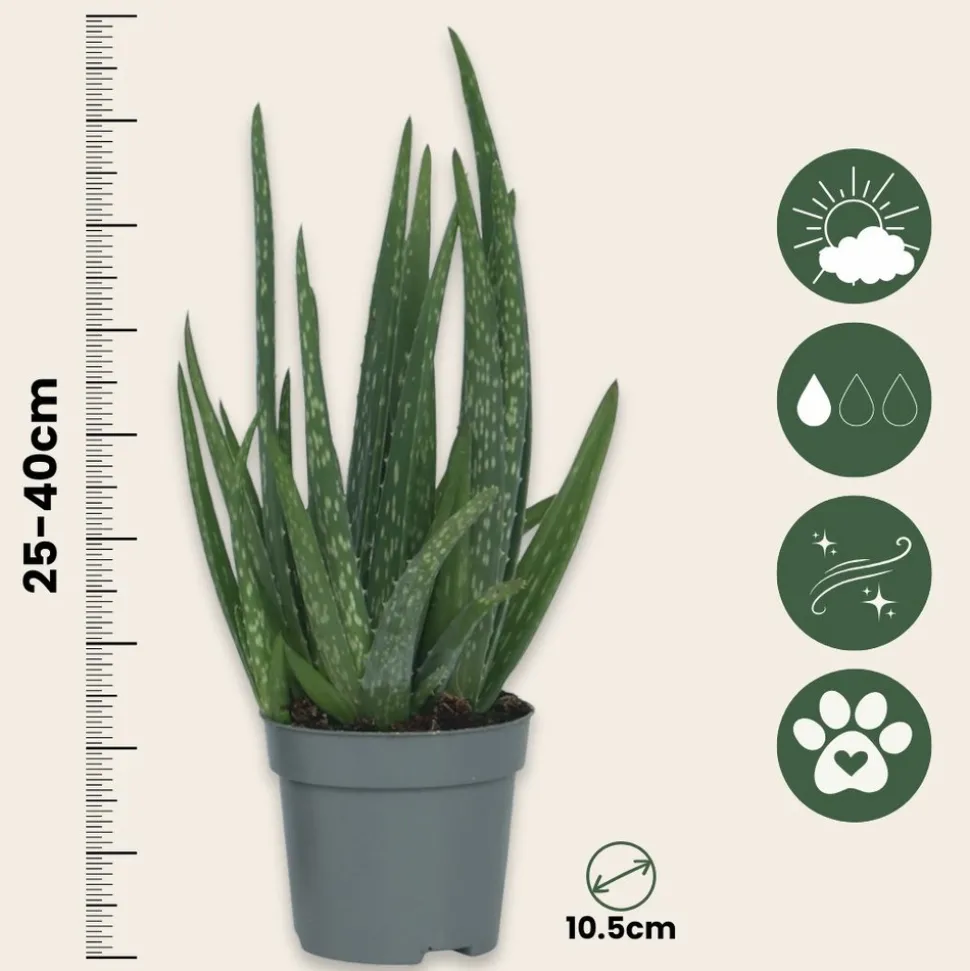 PLANT IN A BOX - Aloe vera - set de 4 - aloe barbadensis - hauteur 25-40cm - ⌀10,5cm