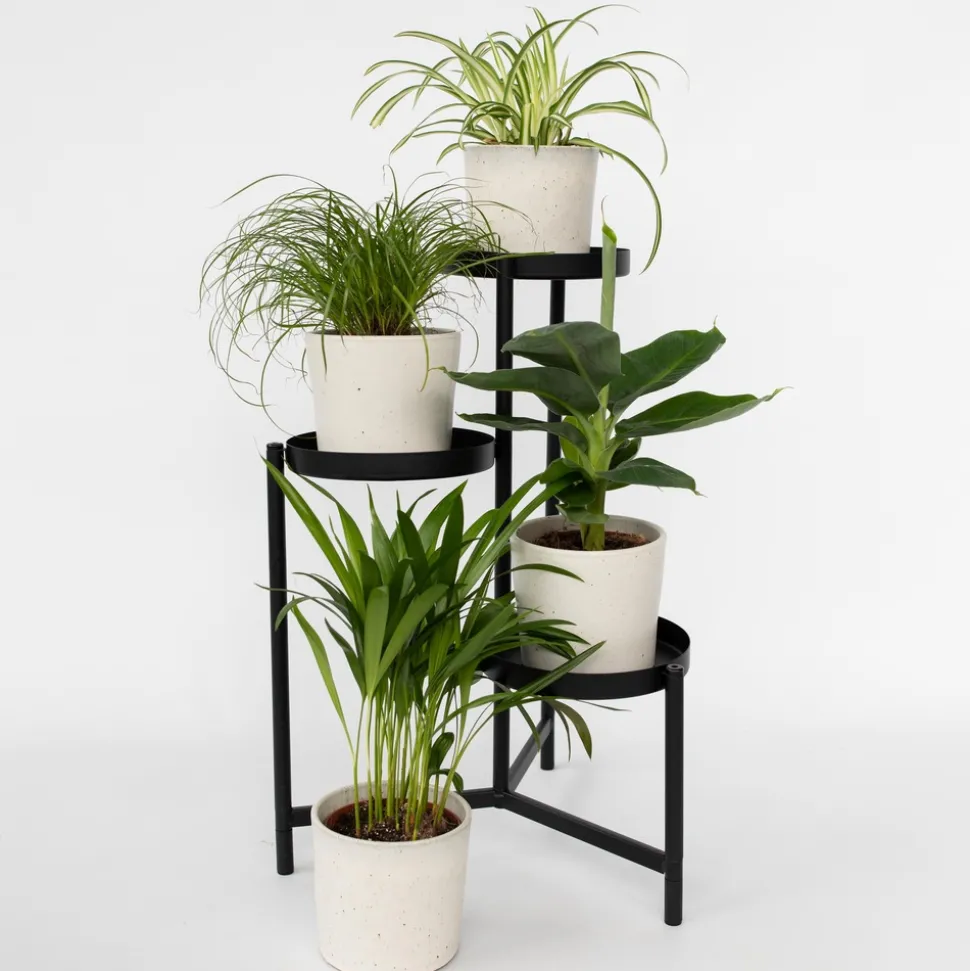 PLANT IN A BOX - Amical pour les animaux - set de 4 - pet friendy mix - hauteur 25-40cm - ⌀12cm