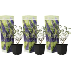 PLANT IN A BOX - Arbre à papillons - set de 3 - buddleja davidii 'nanho blue' - h25-40cm - ⌀9cm