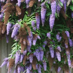 PLANT IN A BOX - Arbre à papillons - set de 3 - buddleja davidii 'nanho blue' - h25-40cm - ⌀9cm