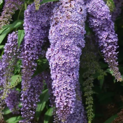 PLANT IN A BOX - Arbre à papillons - set de 3 - buddleja davidii 'nanho blue' - h25-40cm - ⌀9cm