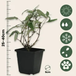 PLANT IN A BOX - Arbre à papillons - set de 3 - buddleja davidii 'nanho blue' - h25-40cm - ⌀9cm