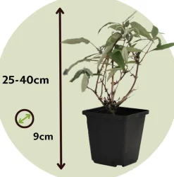 PLANT IN A BOX - Arbre à papillons - set de 3 - buddleja davidii 'nanho blue' - h25-40cm - ⌀9cm