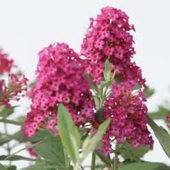 PLANT IN A BOX - Arbre à papillons - set de 2 - buddleja davidii 'candy' - h30-40cm - ⌀19cm