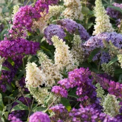 PLANT IN A BOX - Arbre à papillons - set de 6 - buddleja davidii - hauteur 25-40cm - ⌀9cm