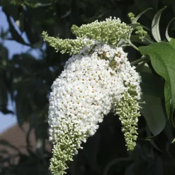 PLANT IN A BOX - Arbre à papillons - set de 6 - buddleja davidii - hauteur 25-40cm - ⌀9cm