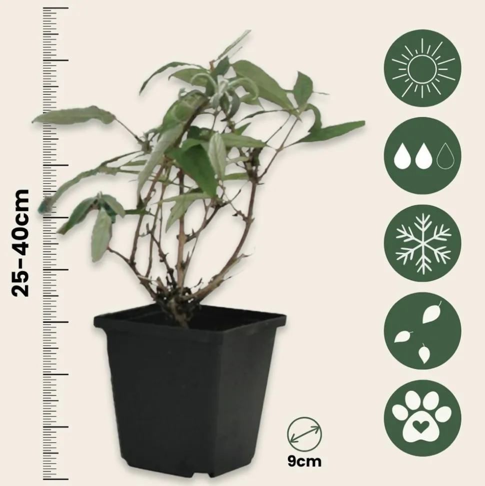 PLANT IN A BOX - Arbre à papillons - set de 6 - buddleja davidii - hauteur 25-40cm - ⌀9cm