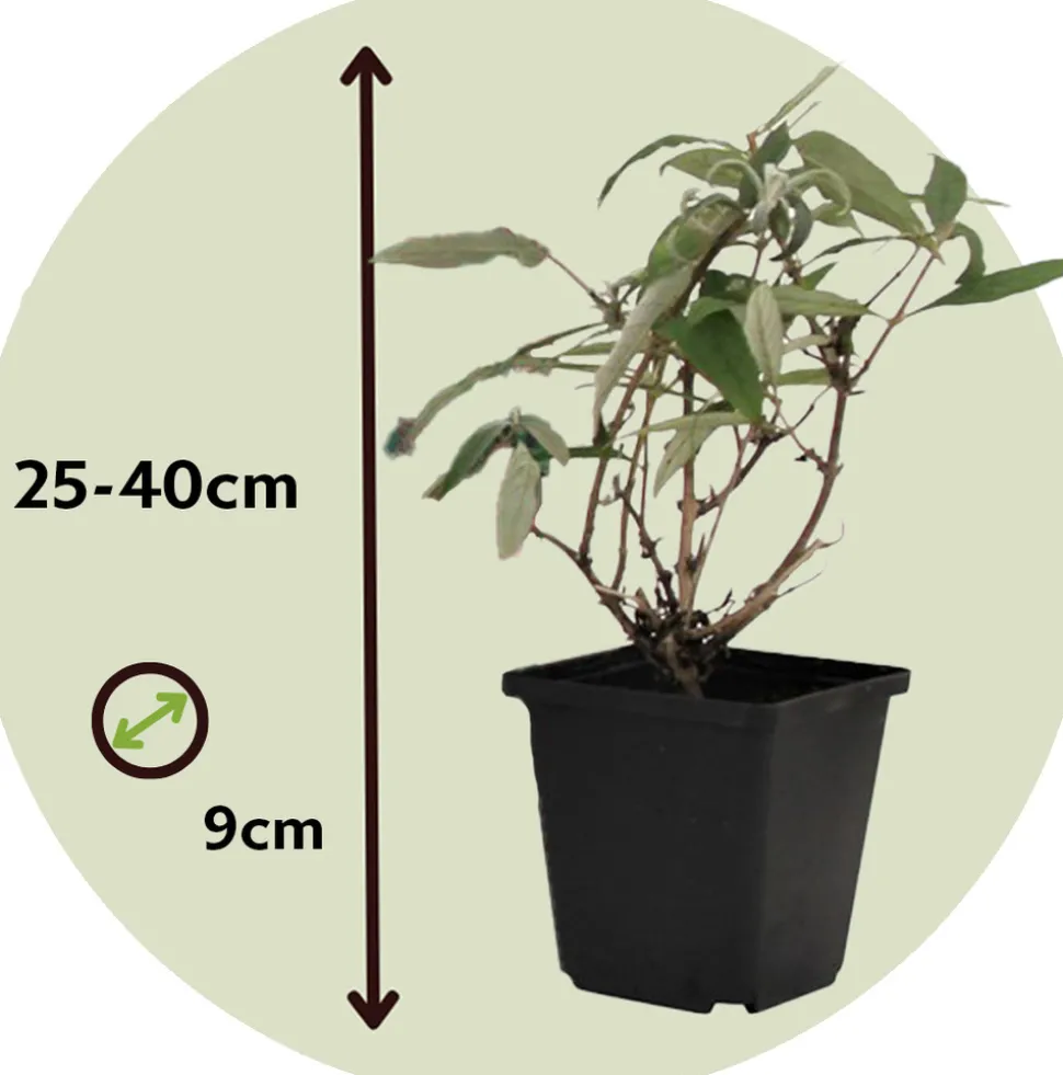 PLANT IN A BOX - Arbre à papillons - set de 6 - buddleja davidii - hauteur 25-40cm - ⌀9cm