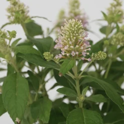 PLANT IN A BOX - Arbre à papillons - set de 2 - buddleja davidii 'candy' - h30-40cm - ⌀19cm