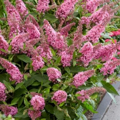 PLANT IN A BOX - Arbre à papillons - set de 2 - buddleja davidii 'candy' - h30-40cm - ⌀19cm