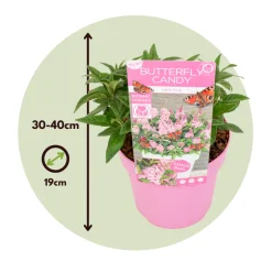 PLANT IN A BOX - Arbre à papillons - set de 2 - buddleja davidii 'candy' - h30-40cm - ⌀19cm