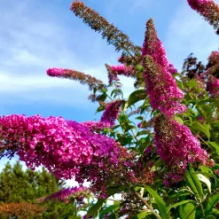 PLANT IN A BOX - Arbre à papillons - set de 3 - buddleja davidii 'pink delight' - h25-40cm - ⌀9cm