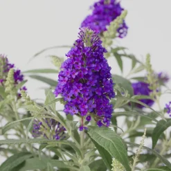 PLANT IN A BOX - Arbre à papillons - buddleja davidii 'candy' - hauteur 30-40cm - ⌀19cm