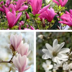 PLANT IN A BOX - Arbre à tulipes - set de 6 - magnolia - hauteur 25-40cm - ⌀9cm