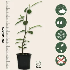 PLANT IN A BOX - Arbre à tulipes - set de 6 - magnolia - hauteur 25-40cm - ⌀9cm