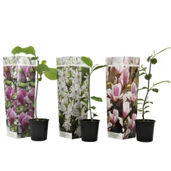 PLANT IN A BOX - Arbre à tulipes - set de 3 - magnolia - hauteur 25-40cm - ⌀9cm