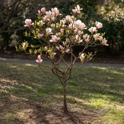PLANT IN A BOX - Arbre à tulipes - set de 3 - magnolia - hauteur 25-40cm - ⌀9cm