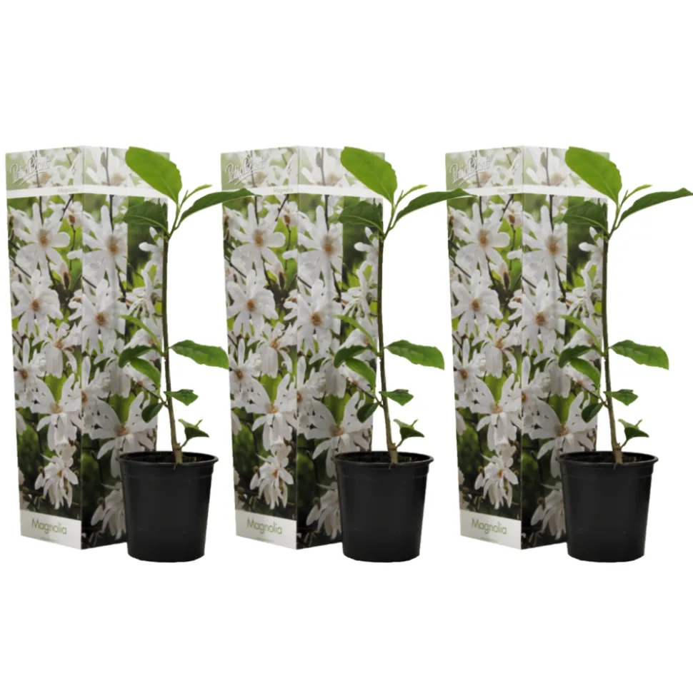 PLANT IN A BOX - Arbre à tulipes - set de 3 - magnolia 'stellata' - hauteur 25-40cm - ⌀9cm