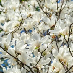 PLANT IN A BOX - Arbre à tulipes - set de 3 - magnolia 'stellata' - hauteur 25-40cm - ⌀9cm