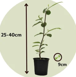 PLANT IN A BOX - Arbre à tulipes - set de 3 - magnolia 'stellata' - hauteur 25-40cm - ⌀9cm