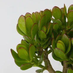 PLANT IN A BOX - Arbre de jade - crassula ovata 'minor' - hauteur 30-35cm - ⌀17cm