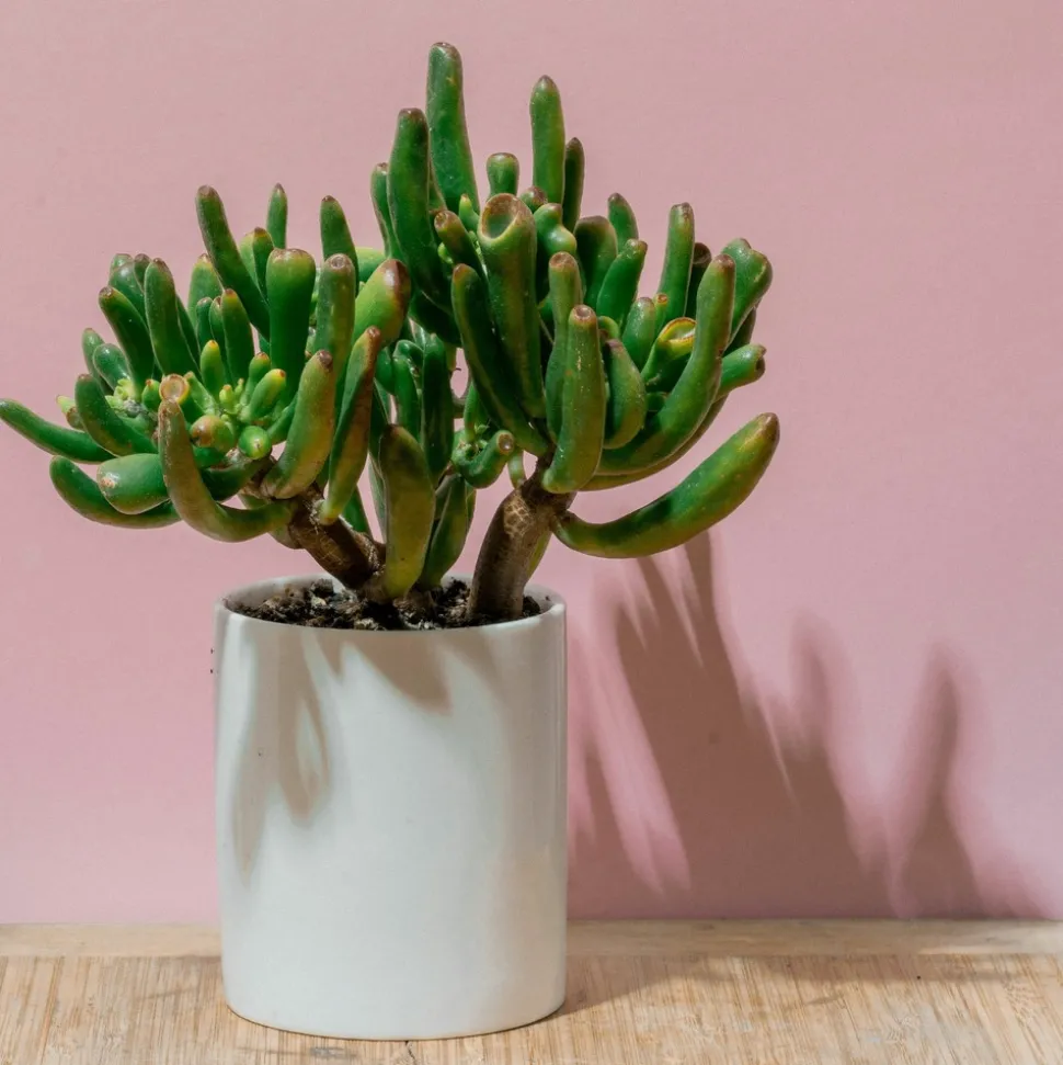 PLANT IN A BOX - Arbre de jade - crassula ovata 'hobbit' - hauteur 45-50cm - ⌀23cm