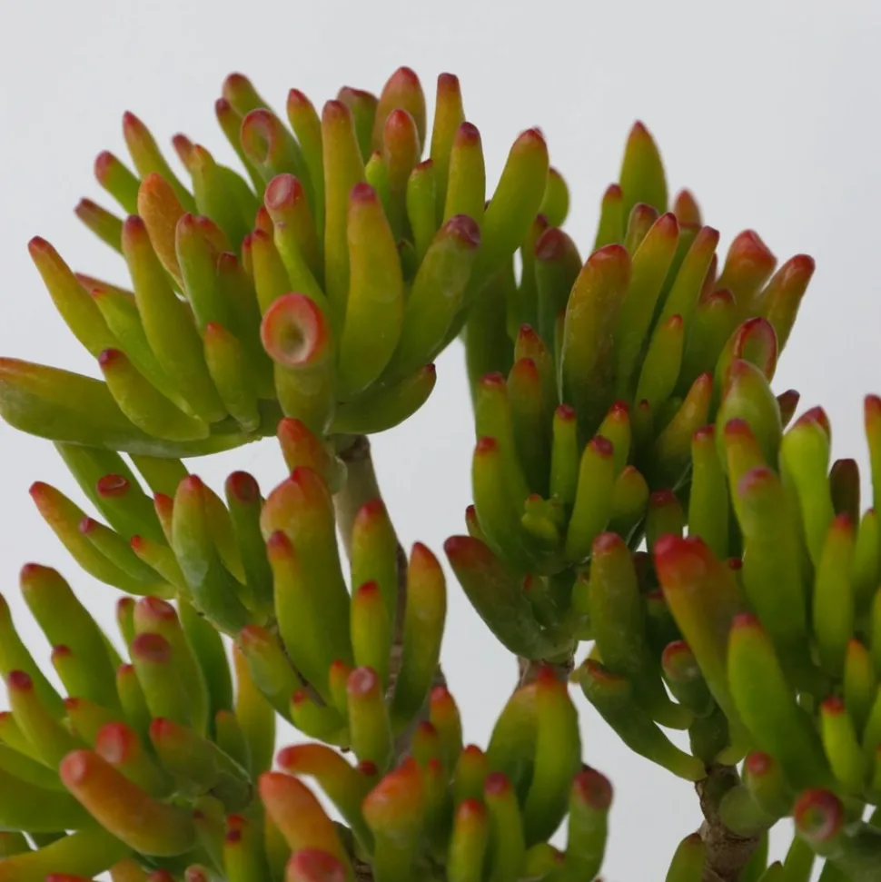 PLANT IN A BOX - Arbre de jade - crassula ovata 'hobbit' - hauteur 45-50cm - ⌀23cm