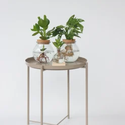 PLANT IN A BOX - Avec éclairage led - clusia rosea 'princess' - hauteur 15-20cm - ⌀8cm