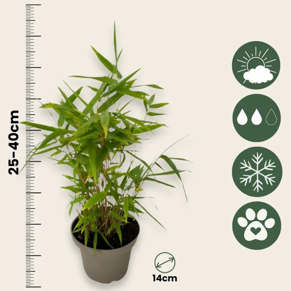 PLANT IN A BOX - Bambou - lot de 6 - fargesia nitida 'black dragon' - hauteur 25-40cm - ⌀14cm