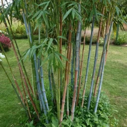 PLANT IN A BOX - Bambou non-traçant - set de 2 - fargesia 'blue dragon' - hauteur 30-40cm - ⌀13cm