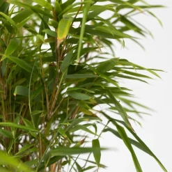 PLANT IN A BOX - Bambou non-traçant - set de 6 - fargesia nitida 'gansu' - h50-70cm - ⌀17cm
