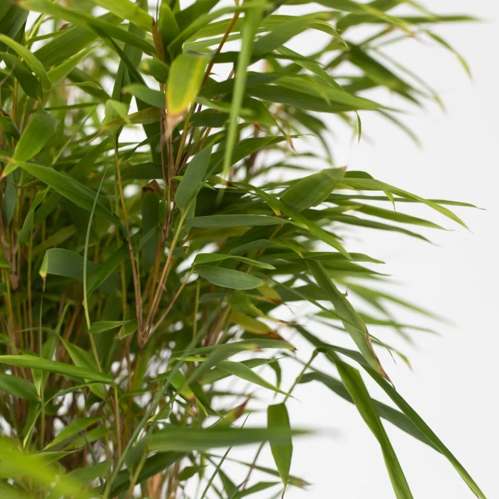 PLANT IN A BOX - Bambou non-traçant - set de 6 - fargesia nitida 'gansu' - h50-70cm - ⌀17cm