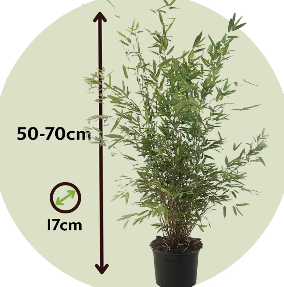 PLANT IN A BOX - Bambou non-traçant - set de 6 - fargesia nitida 'gansu' - h50-70cm - ⌀17cm