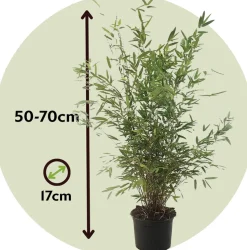 PLANT IN A BOX - Bambou non-traçant - set de 2 - fargesia nitida 'gansu' - h50-70cm - ⌀17cm