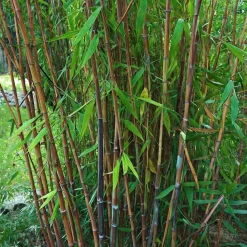 PLANT IN A BOX - Bambou non-traçant - set de 4 - fargesia nitida 'gansu' - h50-70cm - ⌀17cm