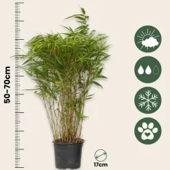 PLANT IN A BOX - Bambou non-traçant - set de 4 - fargesia nitida 'gansu' - h50-70cm - ⌀17cm