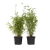 PLANT IN A BOX - Bambou non-traçant - set de 4 - fargesia nitida 'red dragon' - h60-80cm - ⌀17cm